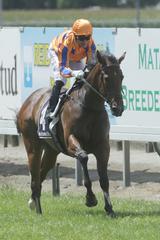 Sword Of Osman (Savabeel) displayed a winning performance in Saturday’s Group 3 Reid & Harrison Slipper. Photo: Trish Dunell